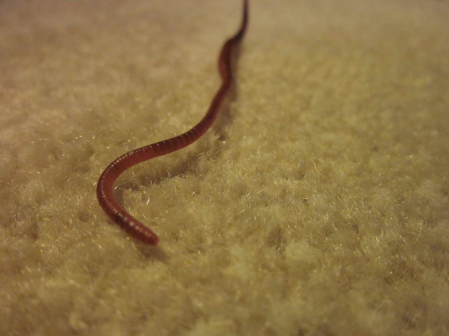 ¿Por qué hay gusanos en el piso de mi casa?